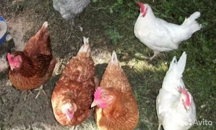 Куры несушки красные