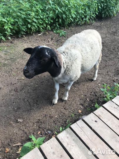 Баран Дорпер