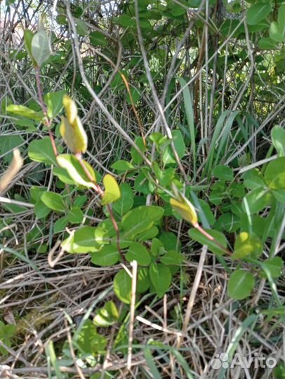 Можжевельник