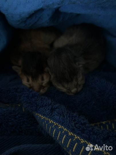 Аббисинские котята