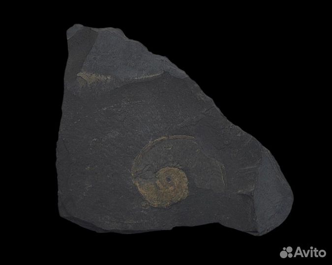 Аммонит Dactylioceras, Германия / Окаменелости