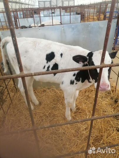 Телята бычки