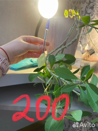 Комнатные цветы