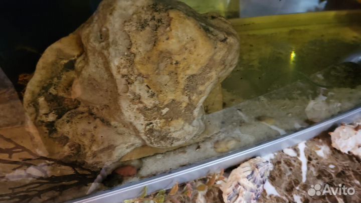 Кораллы и камни для аквариума