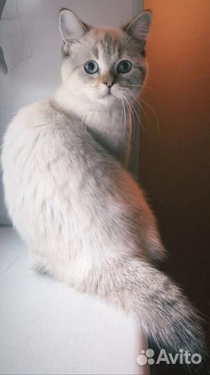 Шотландская кошка