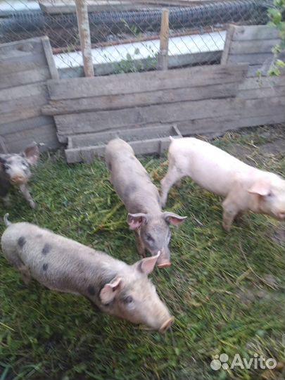 Продаются поросята породы пьетрен