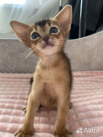 Абиссинские котята