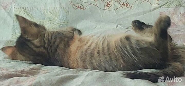 Трехцветная кошечка 2 месяца