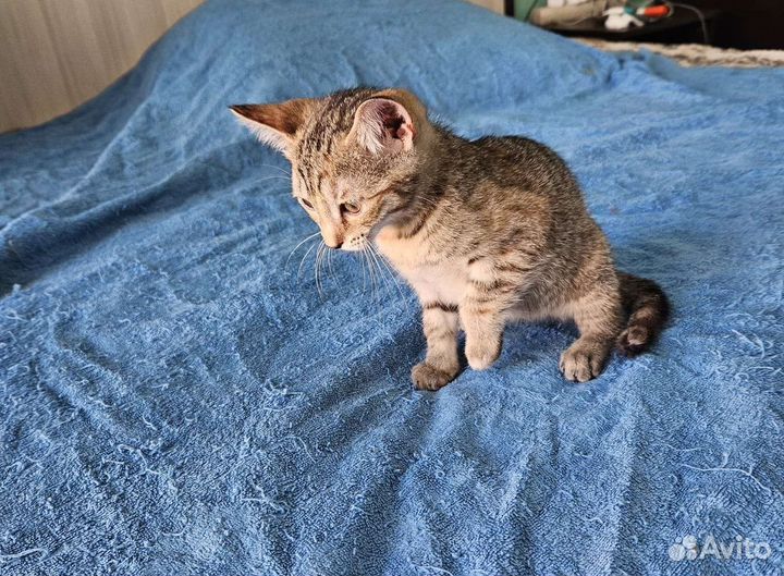 Котенок в добрые руки