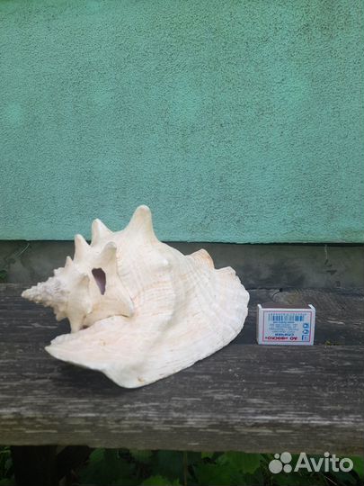 Ракушка морская большая