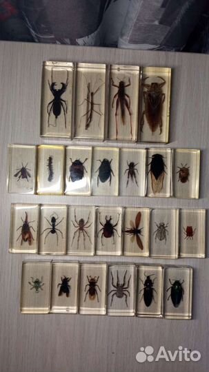 Коллекция «Настоящие насекомые и их знакомые»