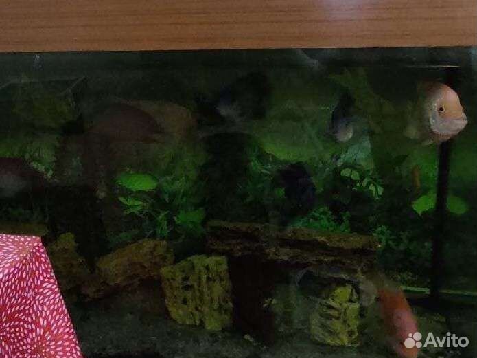 Аквариум на 600 литров с рыбами и содержимым