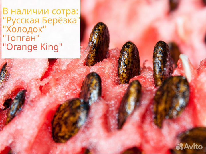 Семена арбуза