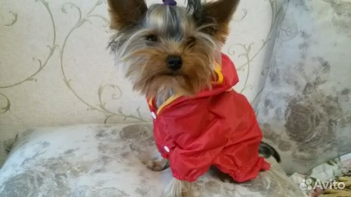 Комбинезоны-дождевики и комбинезон для собачки