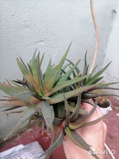 Суккуленты - алоэ остистое, хавортия, орбея