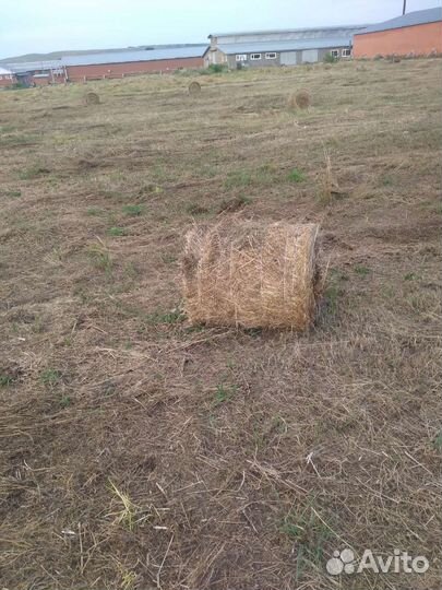 Продам сено в рулонах