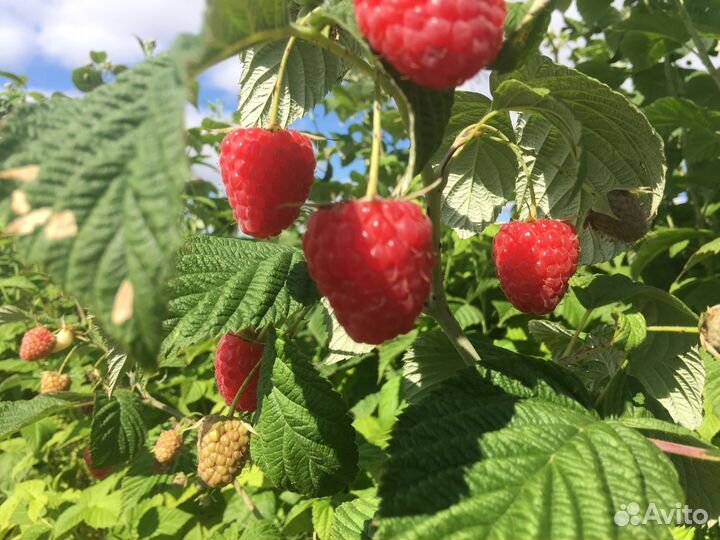 Рентабельный бизнес. От 30 годовых