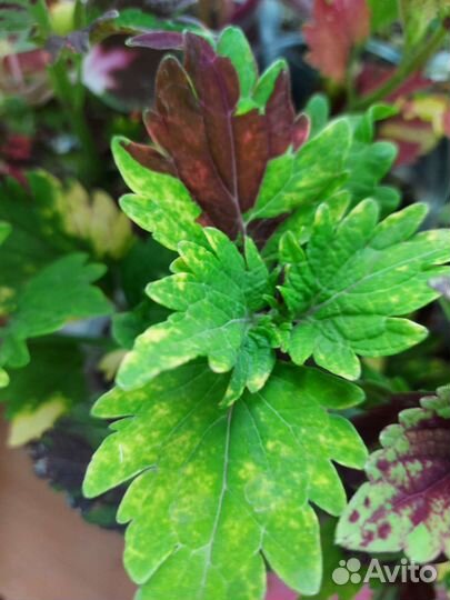 Колеусы вегетативные