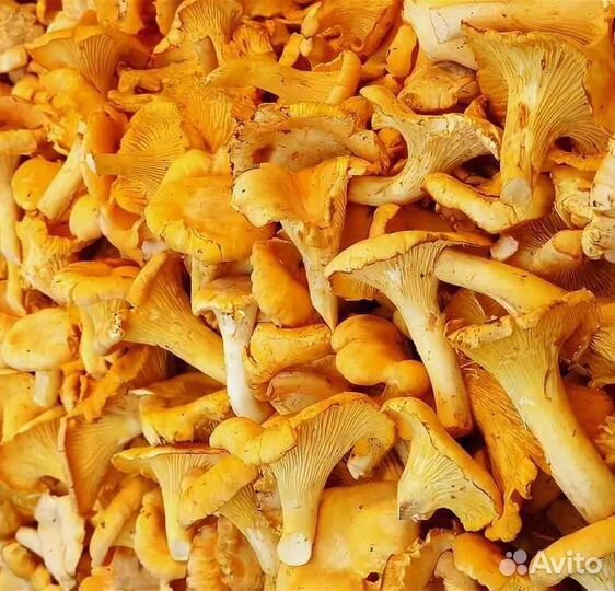 Грибы, Лисички