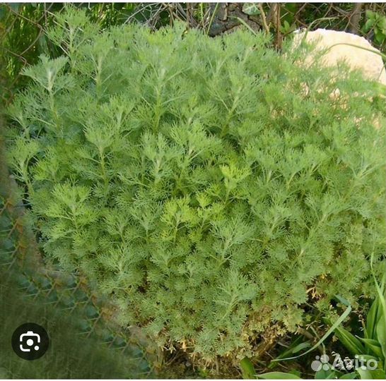 Ромашка крупная,'божье дерево