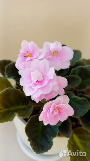 Фиалки сортовые