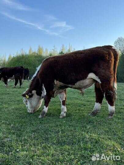 Быки герефорды на племя