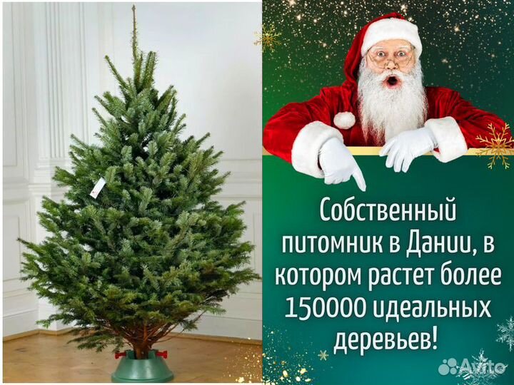 Пихта Фразера Живые елки оптом Новогодняя