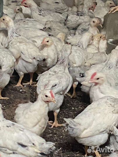 Цыплята несушки серебристые мясо-яичная порода