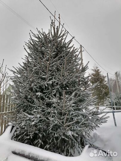 Ель обыкновенная