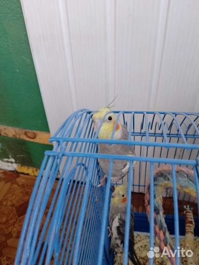 Попугай корелла