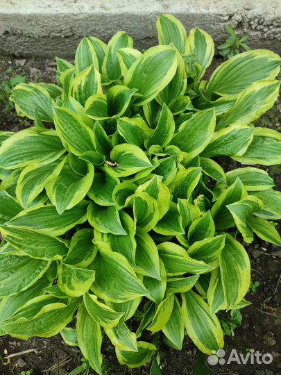 Хоста растение