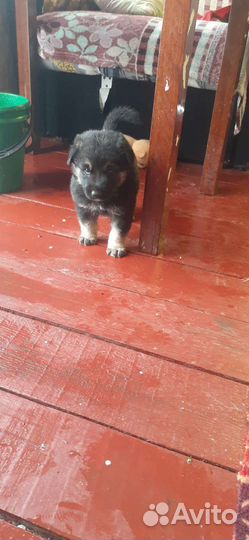 Овчарка помесь