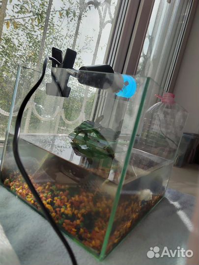 Аквариум для черепах