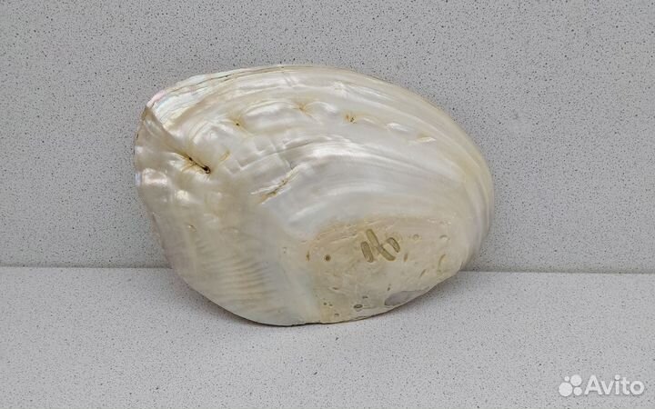 Жемчужница Куминга 16,3 морская ракушка ракоовина