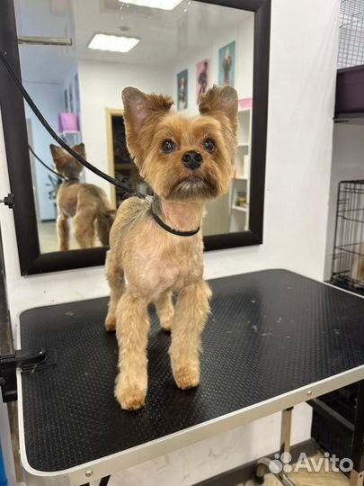 Йоркширский терьер