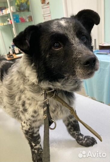 Собака потеряшка