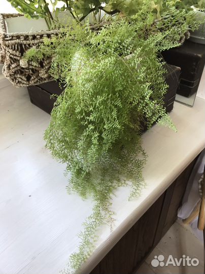 Папоротник нефролепис кружевной