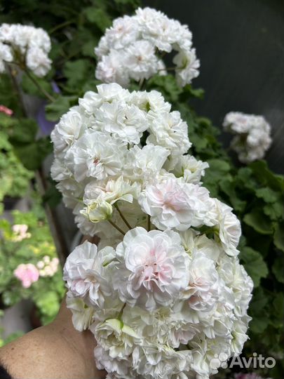 Пеларгонии сортовые