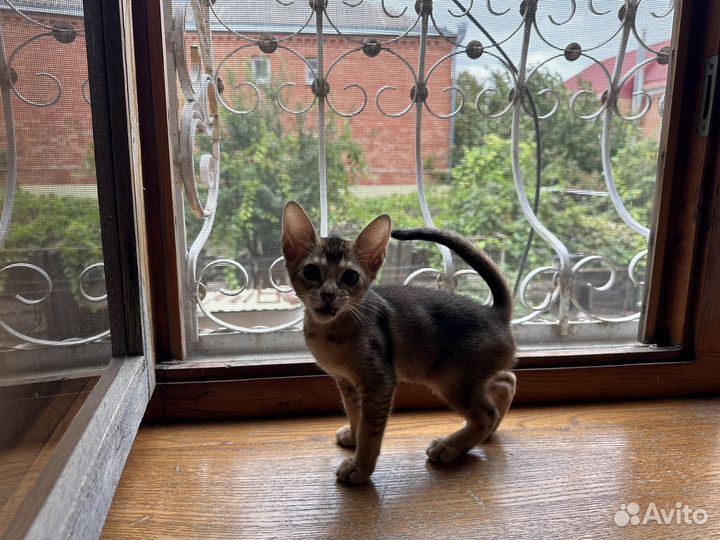 Абиссинская кошка