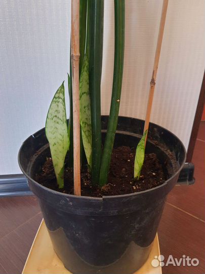 Сансевиерия