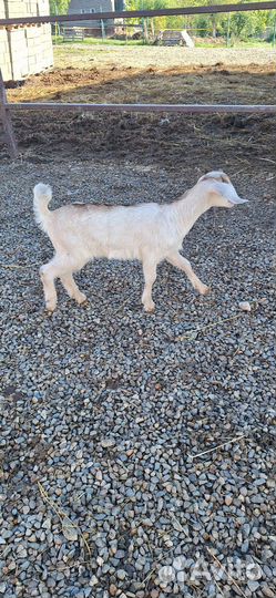 Козочки и козлик нубийские