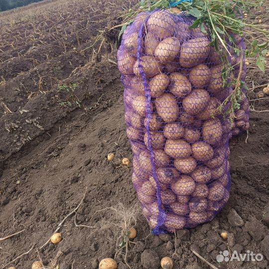 Картофель королева Анна,Гала