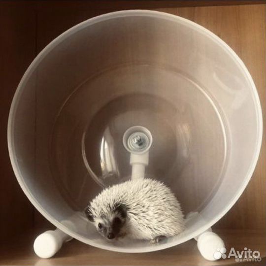Лучшее беговое колесо для ежа