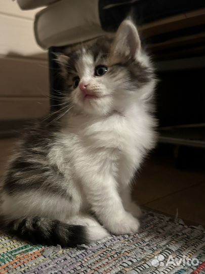 Котята девочки в добрые руки