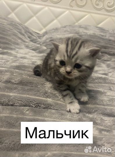 Шотландская