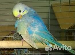 Волнистый попугай мальчик ищет подругу