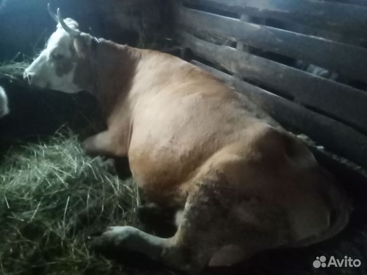 Коровы дойные молочные