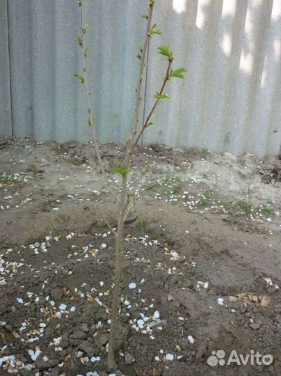 Саженцы слива