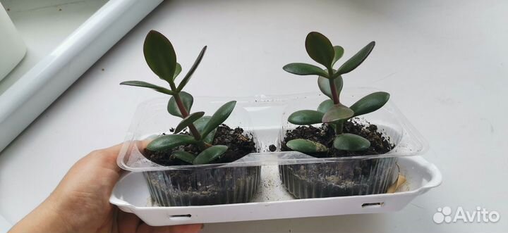 Толстянка денежное дерево бесплатно