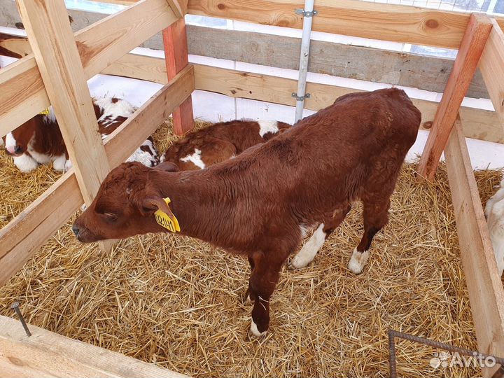 Бычки и быки